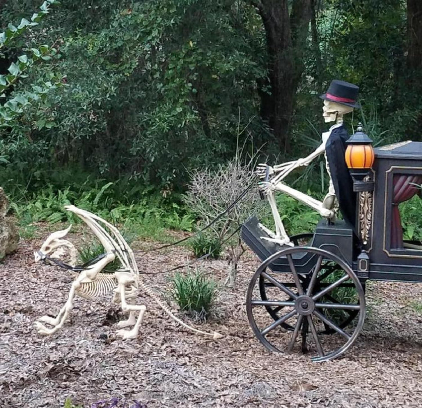 Large 4ft pterosaur skeleton. halloween decoration